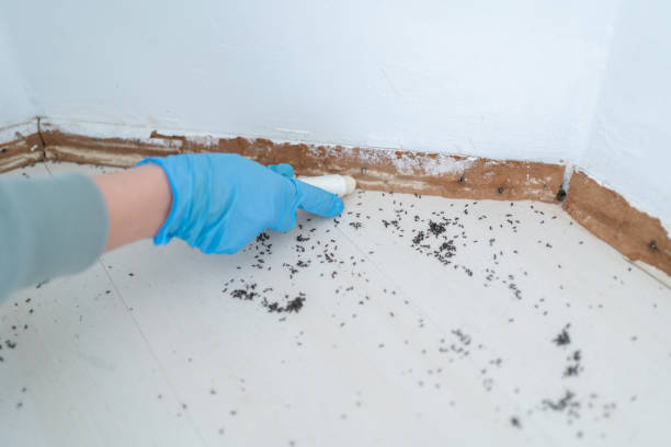 Best Pest Control for Businesses  in Carlinvle, IL